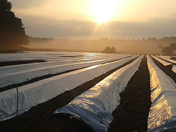 spargelfeld_daemmerung